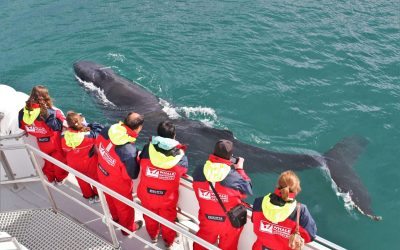 Whale watching in Akureyri - Classic tour